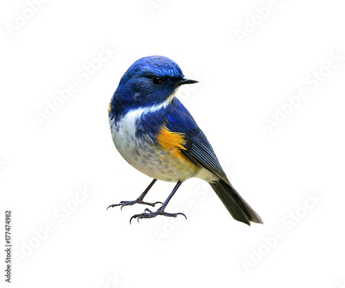 Himalayan bluetail or Red-flanked, Orange-flanked bush-robin (Tarsiger rufilatus) piękny niebieski ptak z żółtym oznakowaniem na skrzydłach na białym tle, fascynująca przyroda