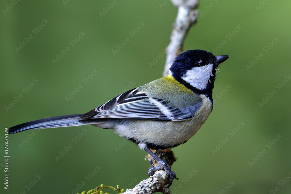 Obraz premium Japanese or Oriental tit (Parus minor) Cute pale grey to yellow back with black head bird perching on branch over green blur background, beautiful nature