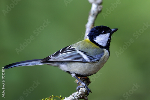 Japanese or Oriental tit (Parus minor) Cute pale grey to yellow back with black head bird perching on branch over green blur background, beautiful nature