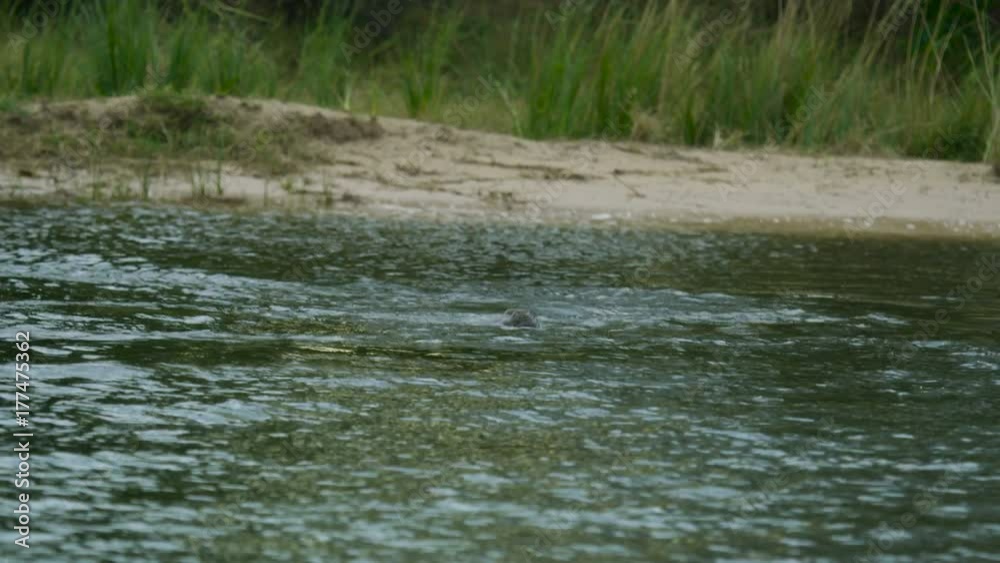 Wild African hippo bathing in the Zambezi river Wild African hippo bathing in the Zambezi river