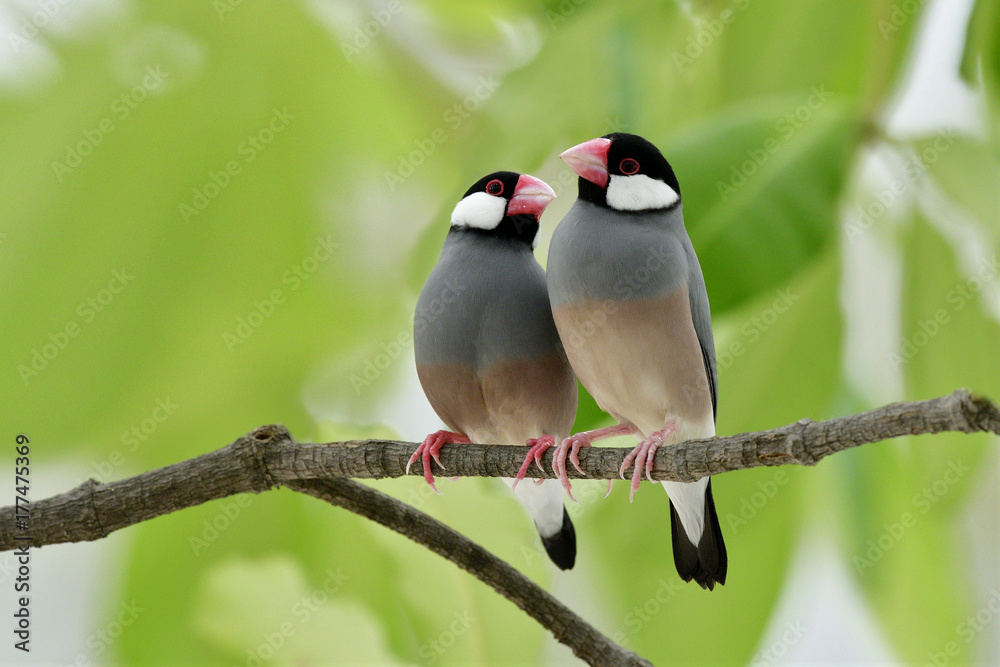 Java sparrow (Lonchura oryzivora) fine grey birds with pink bills perching teasing each other on branch over green leafs, sweet nature Java sparrow (Lonchura oryzivora) fine grey birds with pink bills perching teasing each other on branch over green leafs, sweet nature
