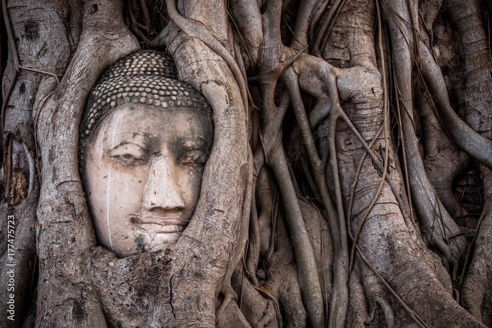 Ayutthaya Banyan Tree Buddha 
