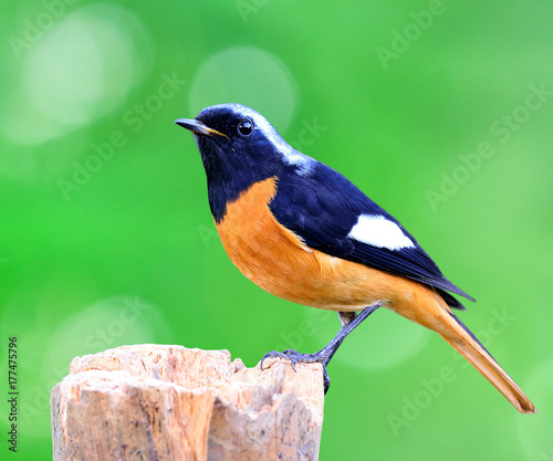 Male of Daurian Dedstart (Phoenicurus auroreus) beuatiful bird with black wings and face top of silver head and orange belly perching on log over green background