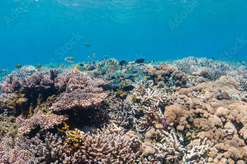 Wallpaper Mural Colorful tropical fish on a healthy coral reef in Komodo, Indonesia Torontodigital.ca