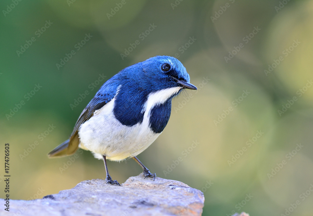 Obraz premium Ultamarine Flycatcher (superciliaris ficedula) a chubby beautiful blue and white bird perching on the rock showing its chest feathers profile over far green background in the nature