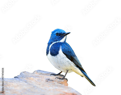 Ultramarine Flycatcher (superciliaris ficedula) beautiful blue bird perching on the rock isolated on white background, fascinated nature © prin79