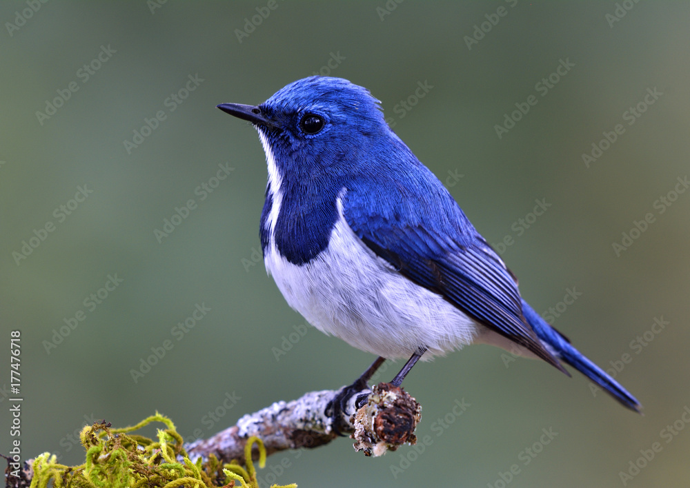 Fototapeta premium Ultramarine Flycatcher (Superciliaris ficedula) ładny niebieski ptak przysiadający na szczycie omszałego patyka nad daleko rozmytym zielonym tłem w zacienionym słońcu, niesamowita natura