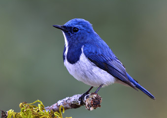 Wandcirkels Vogel Blauwe vliegenvanger op bemoste tak  © prin79