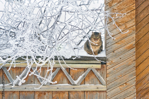 cat sitting on fence in winter