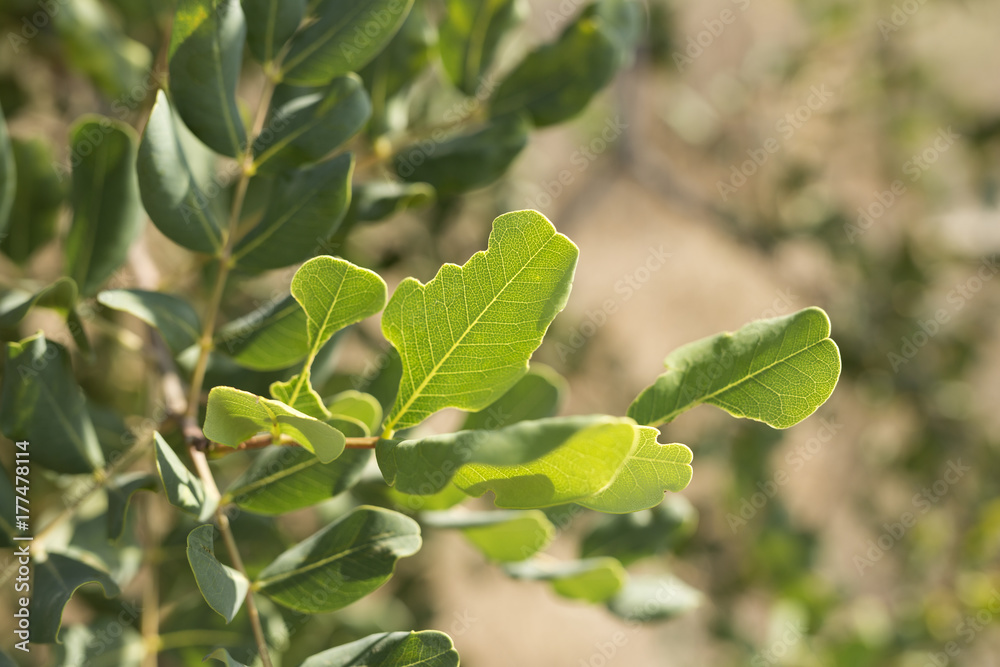 leaves of a wild plant photographed close up leaves of a wild plant photographed close up