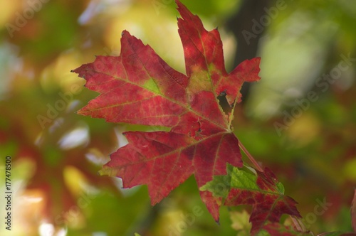 Red Leaf Fall Autumn