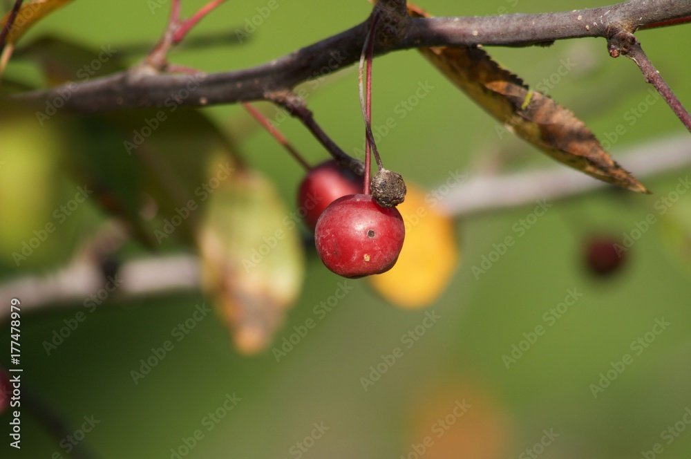 Berries Red