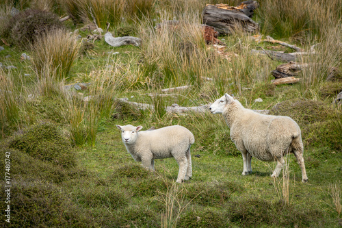 Fototapeta Naklejka Na Ścianę i Meble -  Lamb And Mother