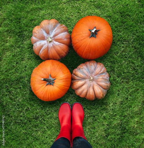 three orange pumpkins harvest lying on green grass flat lay womans view point photo