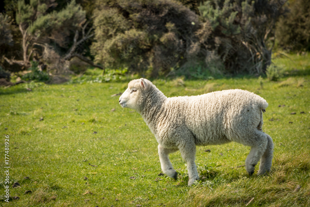 Fototapeta premium Sheep, Wainuiomata, New Zealand