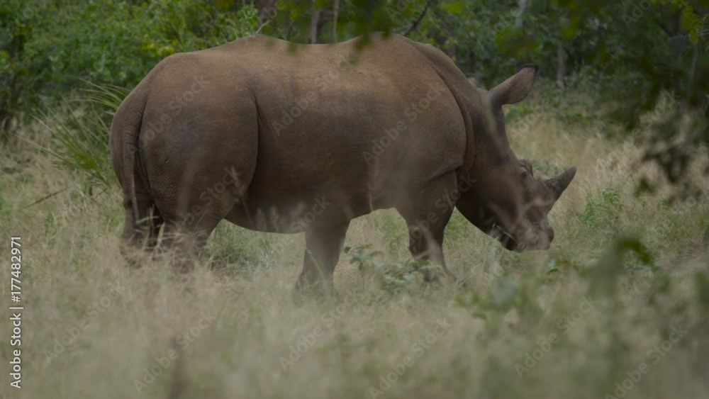 Wild rhinoceros grazing in natural habitat in Zambia, Africa Wild rhinoceros grazing in natural habitat in Zambia, Africa