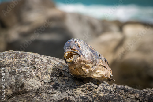 Dried Dead Fish Teeth, New Zealand photo