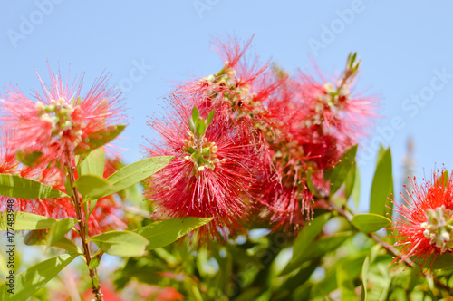 Colorful beautiful Callistemon natural exotic blooming flower bush vibrant abstract background, closeup photo