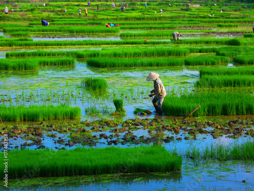 Photos Vietnam, traditional farmworking in a green ricefield near Ninh Binh;  ベトナム、伝統的な