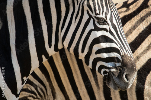 Zebra near