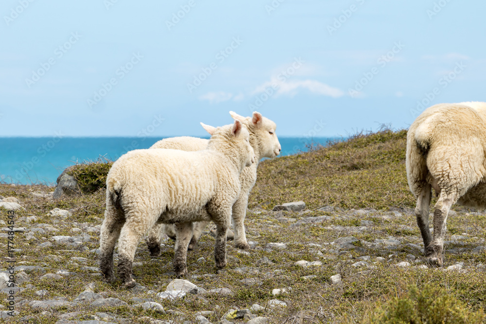 Obraz premium South Island Sheep