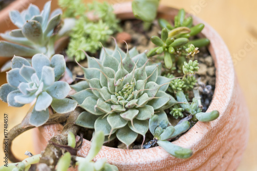 Varity of colorful succulent plants in garden. photo