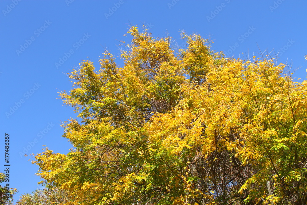 Autumn leaves of Sapporo park　