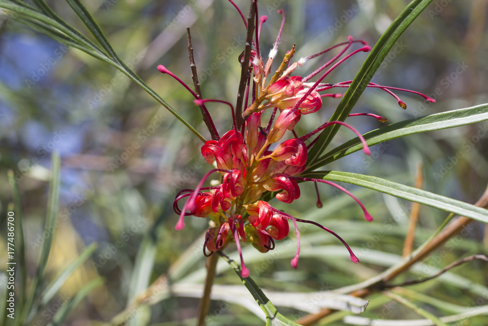 Grevillea