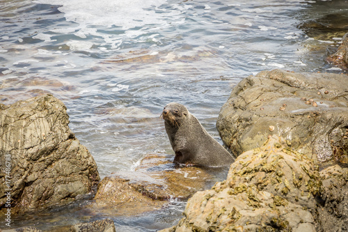 Brown Fur Seal