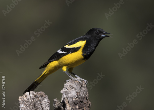 Photos Scott's Oriole