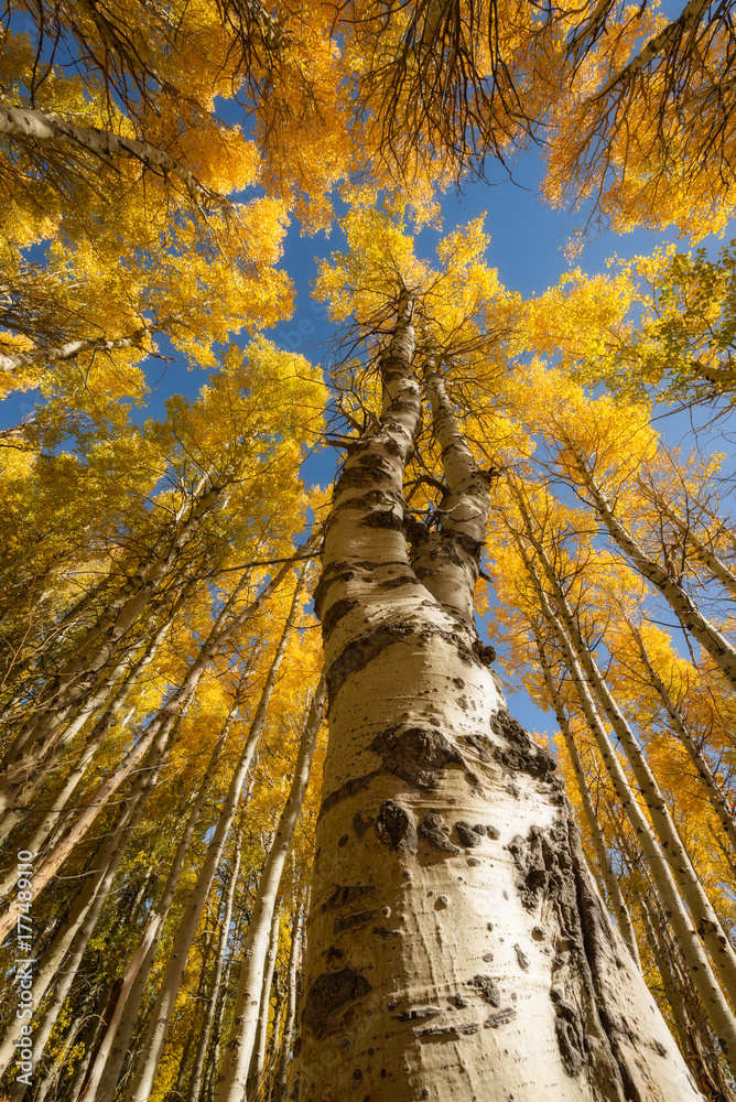 Tall Yellow Aspen