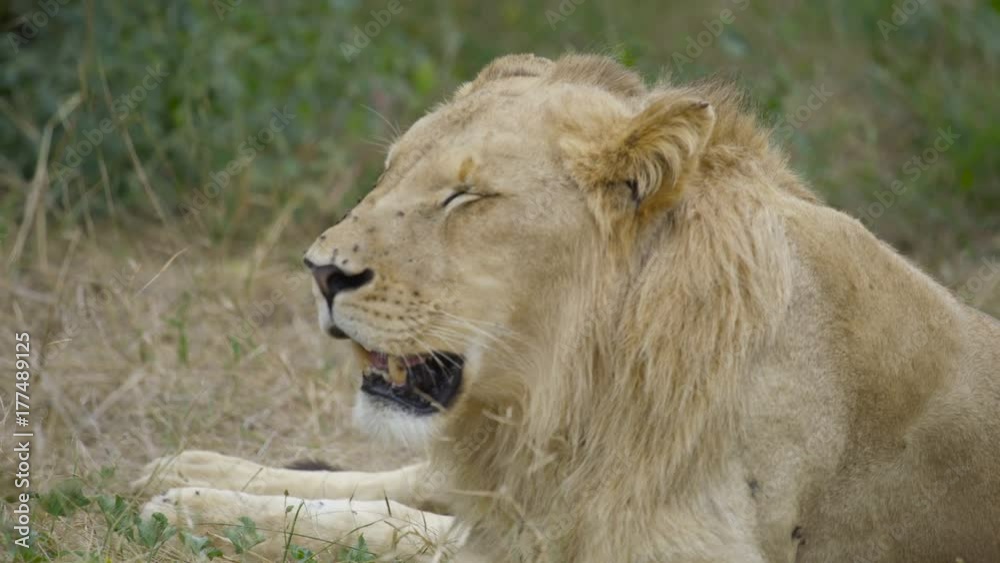 Young wild lion relaxing in natural habitat in Zambia, Africa Young wild lion relaxing in natural habitat in Zambia, Africa