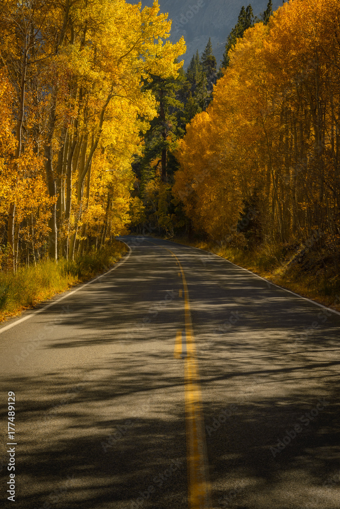 Golden Road during Autumn