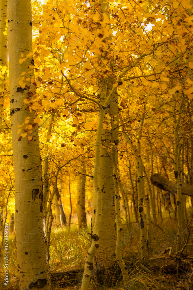 Yellow Forest during Fall