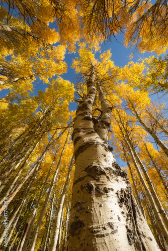 Obraz na płótnie Tall Yellow Aspen w salonie