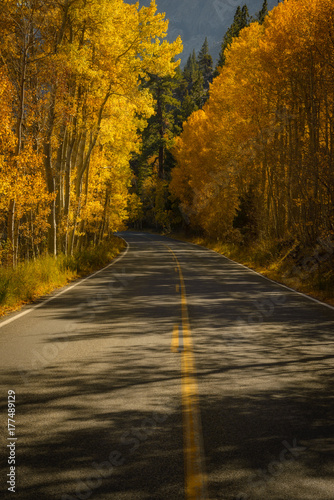 Golden Road during Autumn