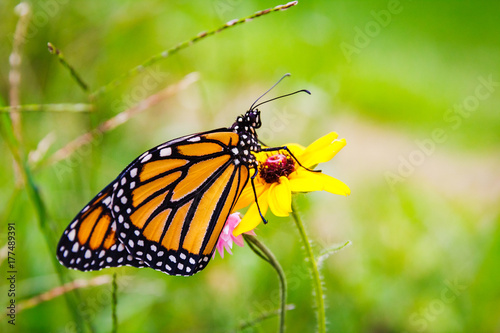 Monarch Butterfly on Flower 5