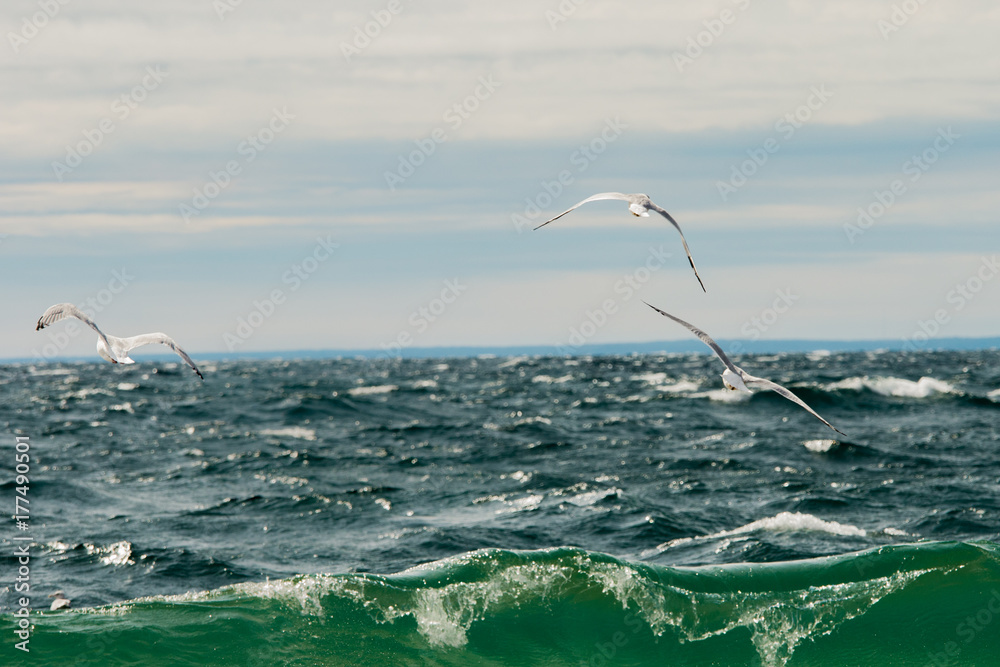 Vibrant Seagulls in Flight Michigan Beach Shore