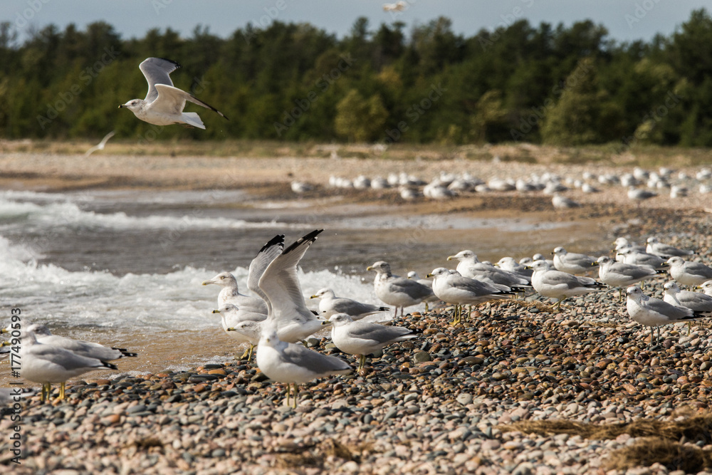 Seagulls in Flight on Michigan Beach Shore Stock Photo Adobe Stock