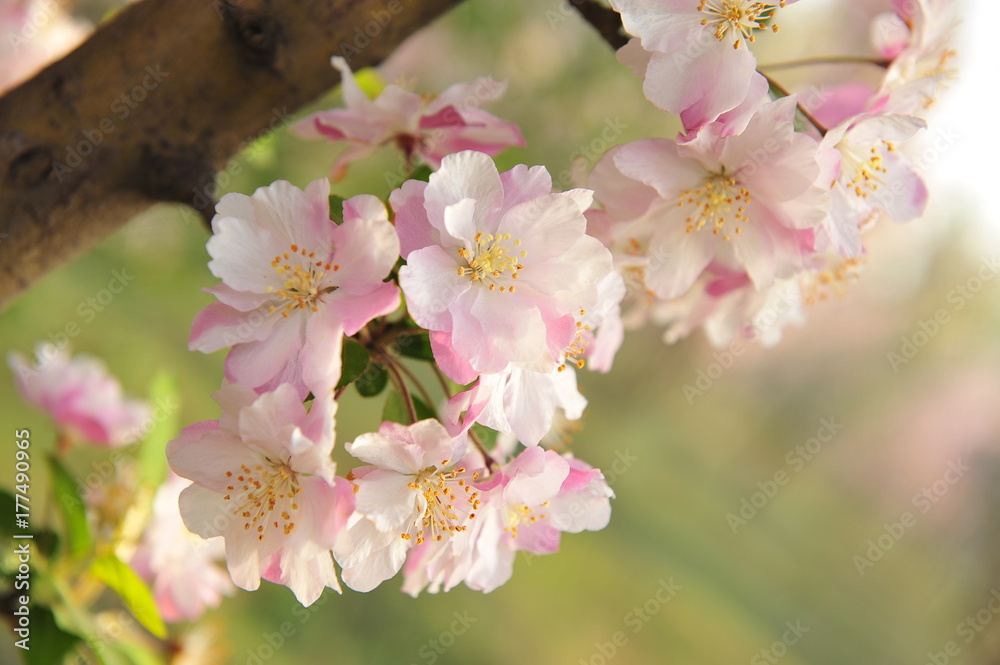 Chinese flowering crab-apple blooming