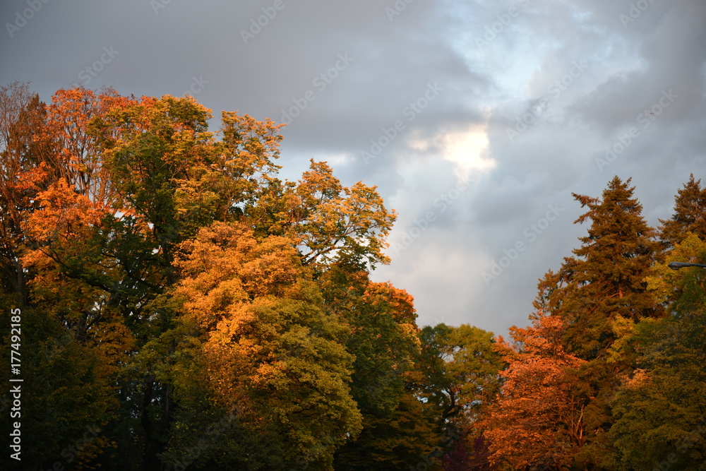 Fototapeta premium autumn