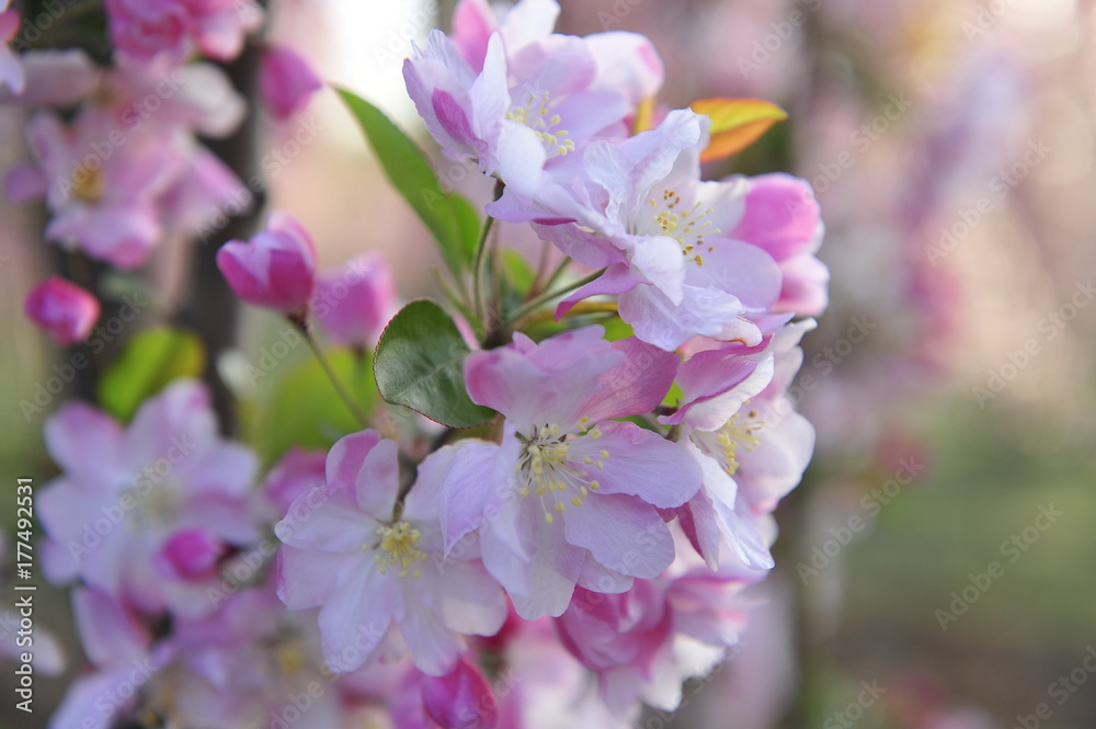 Chinese flowering crab-apple blooming