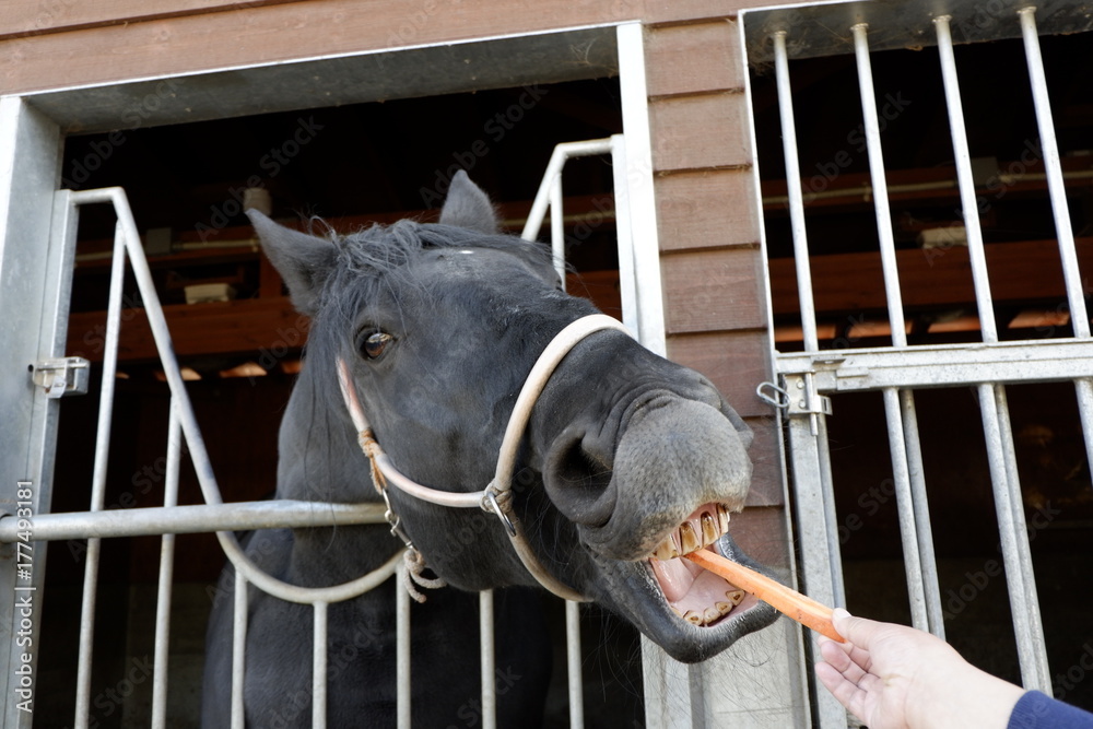 歯茎むき出しの馬にニンジンをあげる Stock Photo Adobe Stock