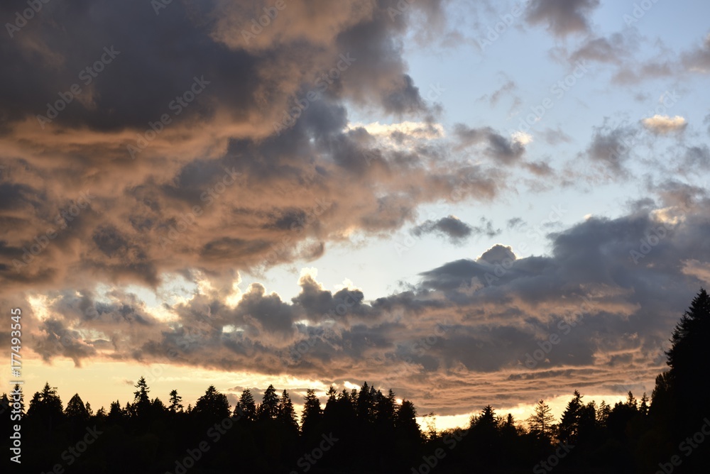 Fototapeta premium nature