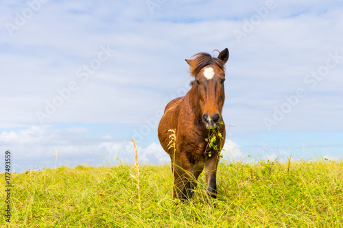 Shackleford Banks Wild Horse