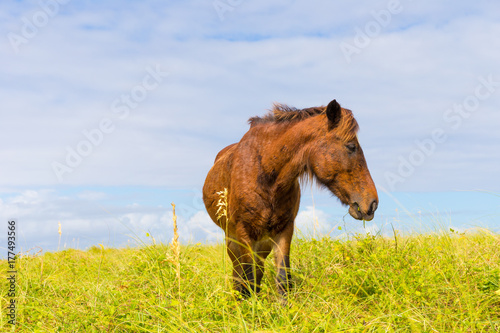 Shackleford Banks Wild Horse