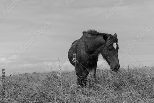 Shackleford Banks Wild Horse