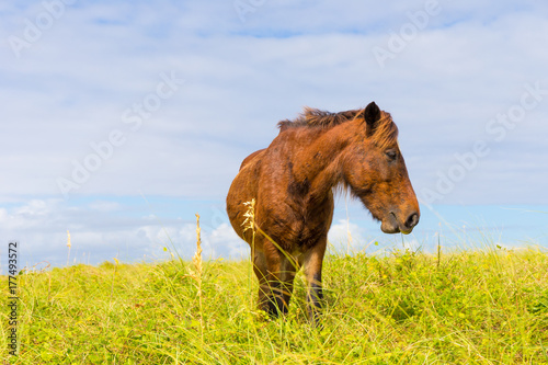 Shackleford Banks Wild Horse