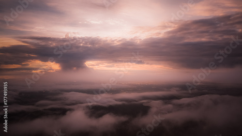 Aerial view of the forest