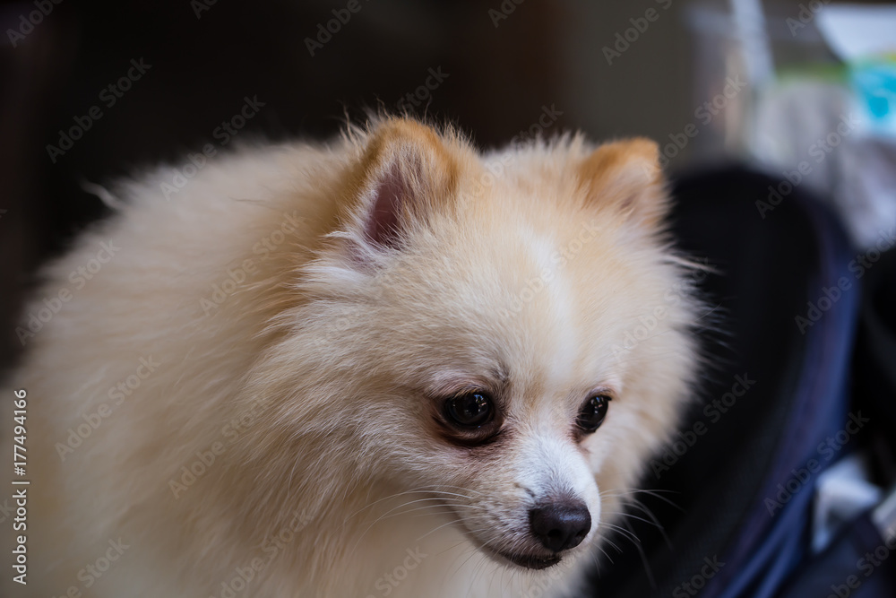 Pomeranian White Dog